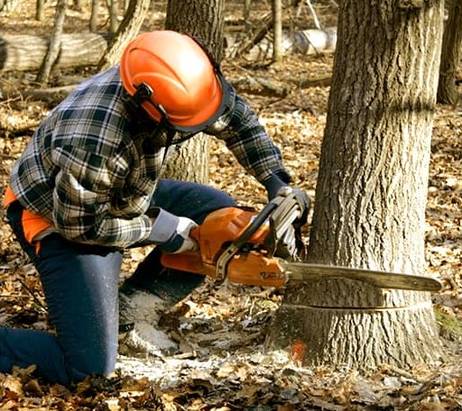 Tree Removal in Hartland, VT